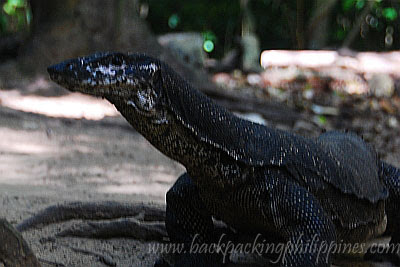 bayawak monitor lizard