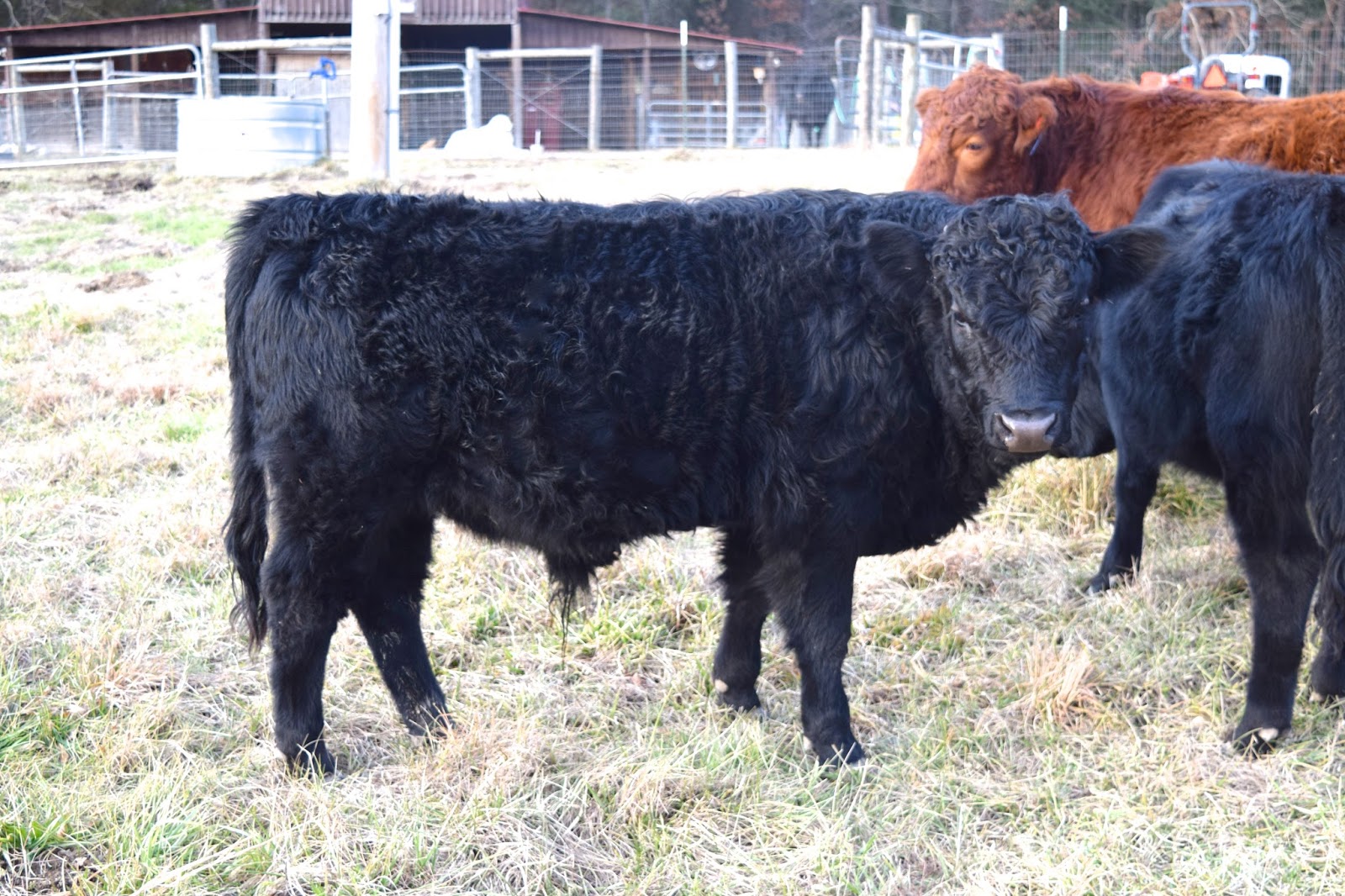 Adventures on Zephyr Hill Farm Breeding Age Dexter Bull for Sale