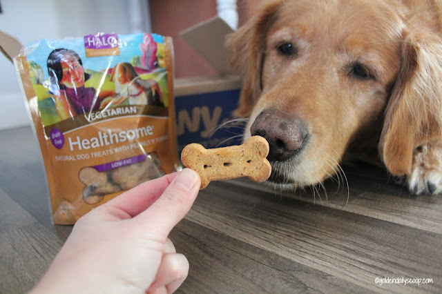 Healthy vegetarian grain free and gluten free dog biscuits