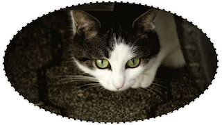 блог кота васьки Кошка Винни