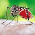 Ο κίνδυνος επανεμφάνισης και μετάδοσης της ελονοσίας, είναι υπαρκτός. Πώς αντιμετωπίζεται;