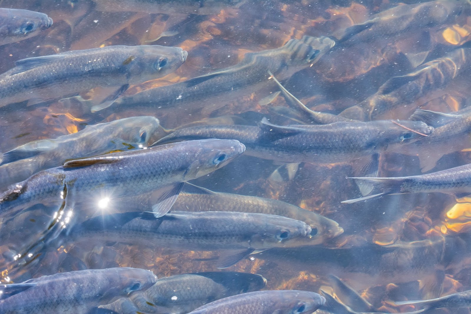 Carol's View Of New England Weymouth Herring Run MA