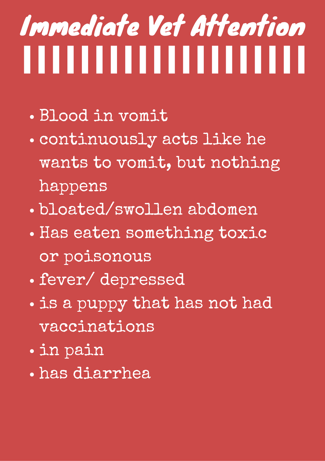 Bark City Doggy Daycare What To Do When Your Dog Vomits