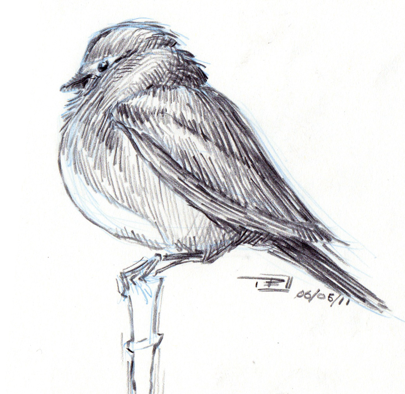 niklas-k-andersen-bird-sketches
