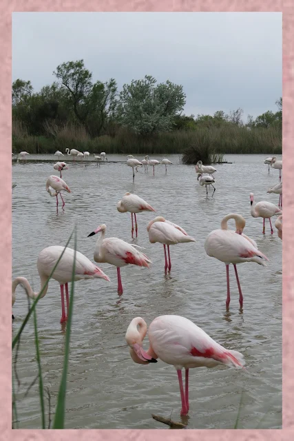 Wading Pink Flamingos in the Camargue, France