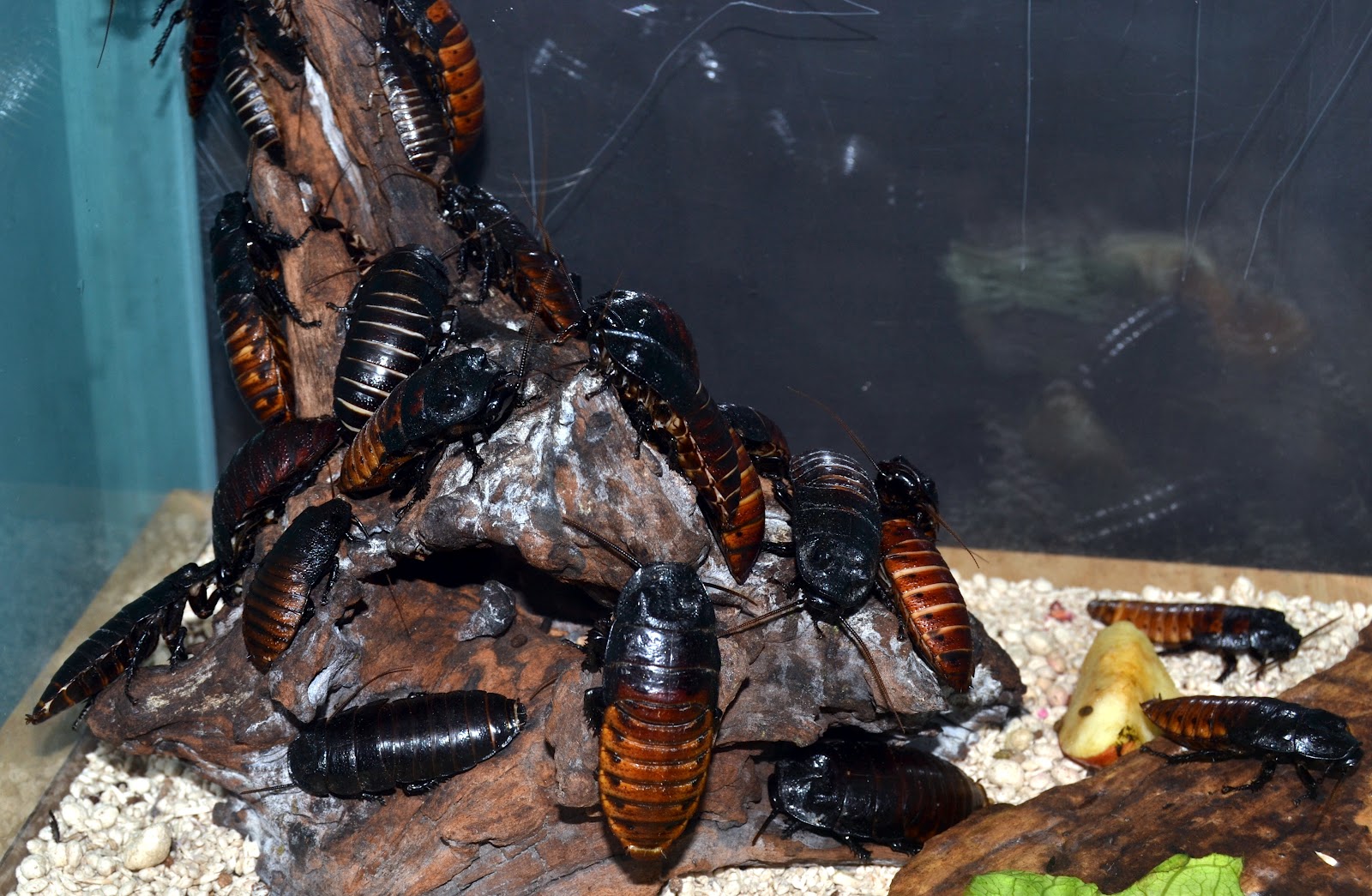 Patty's Journey of Faith: Cockrell Butterfly Museum
