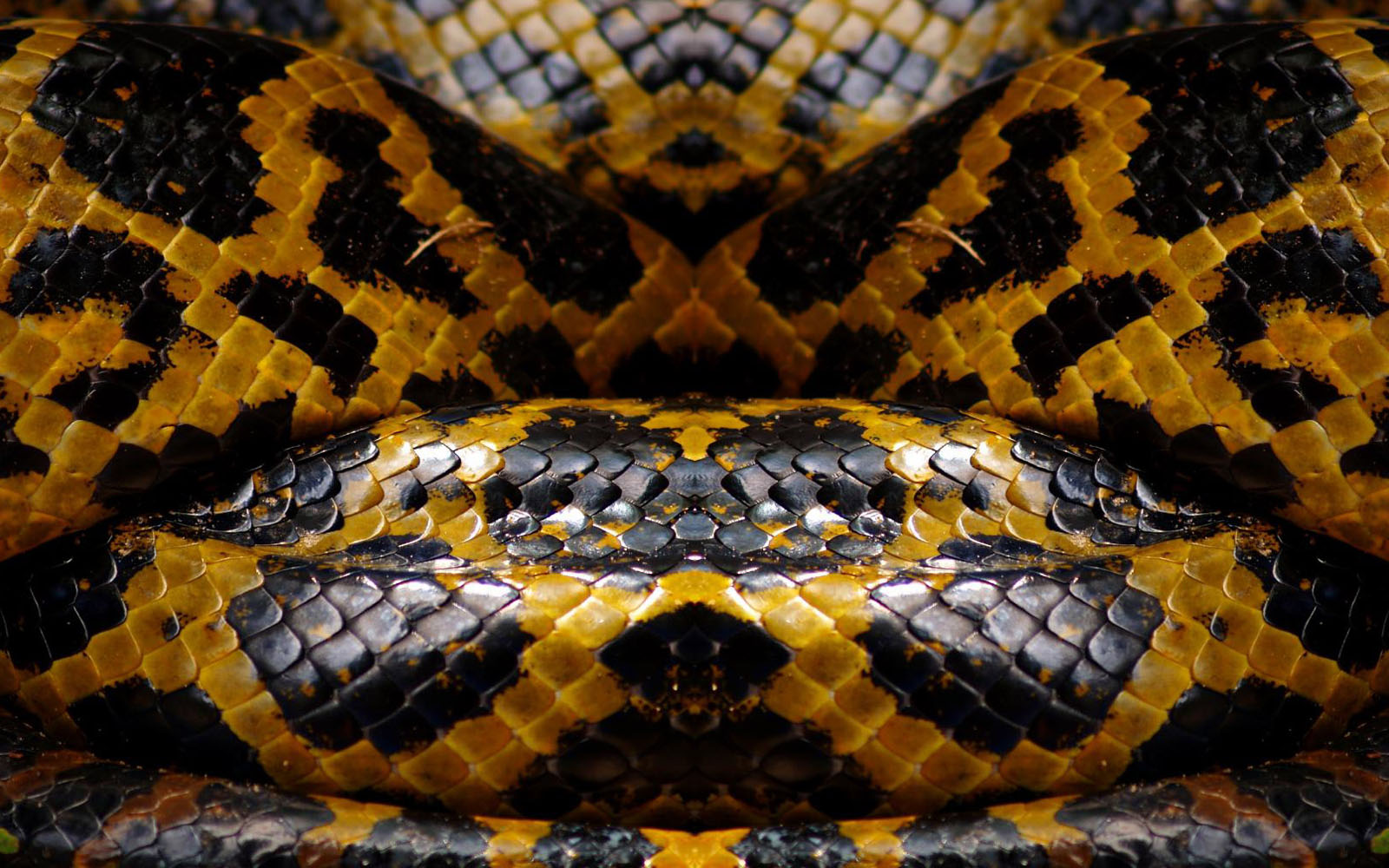 wallpaper: Wallpaper Skins