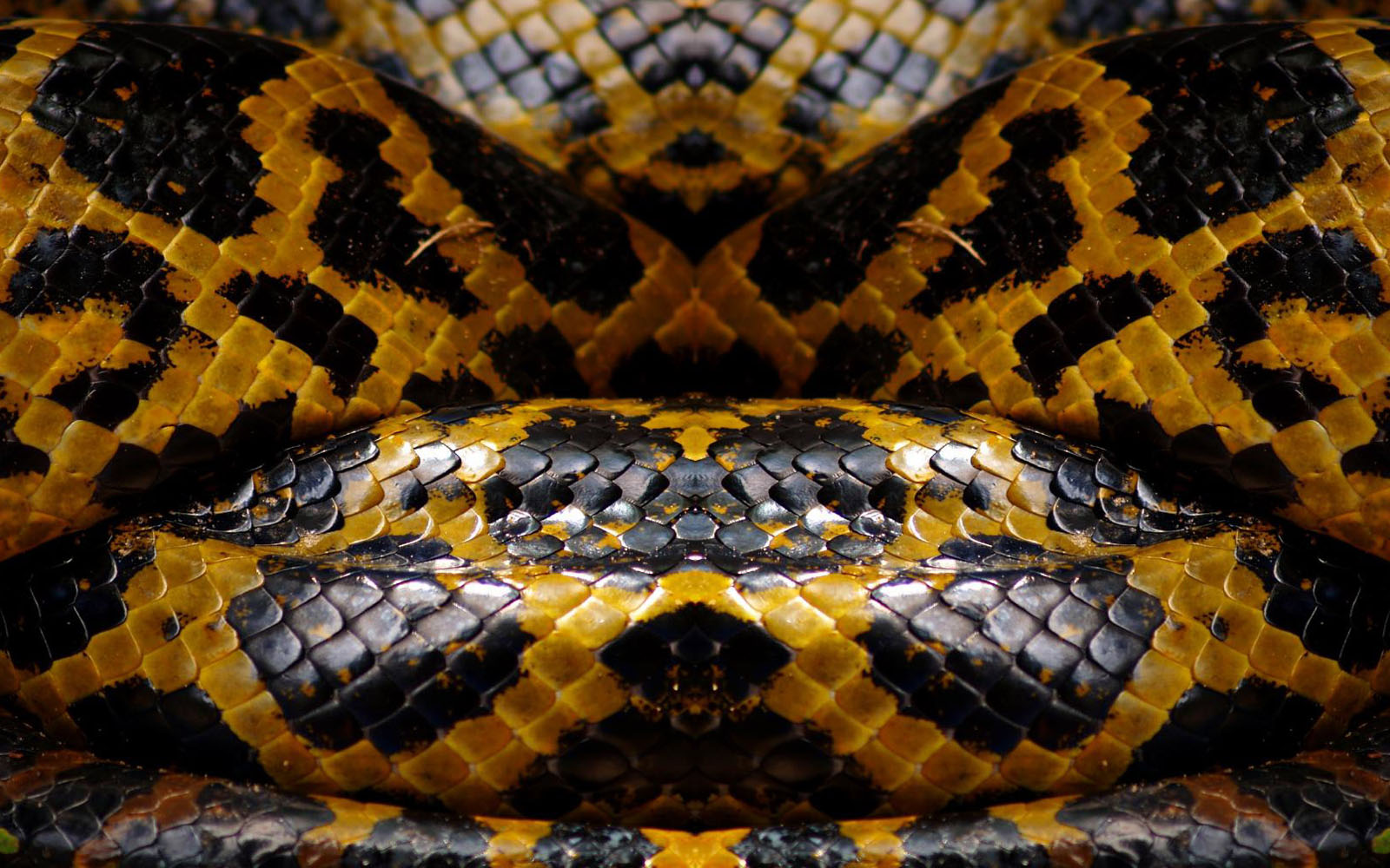 http://2.bp.blogspot.com/--E90VfMZ1bQ/T1yqTUiwlcI/AAAAAAAAA8Y/wx8IpCqcawE/s1600/Snake+Skin+Wallpapers+3.jpg