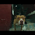 Pounds feat. Conway The Machine & I. AM. TRUSTARR - Kill You