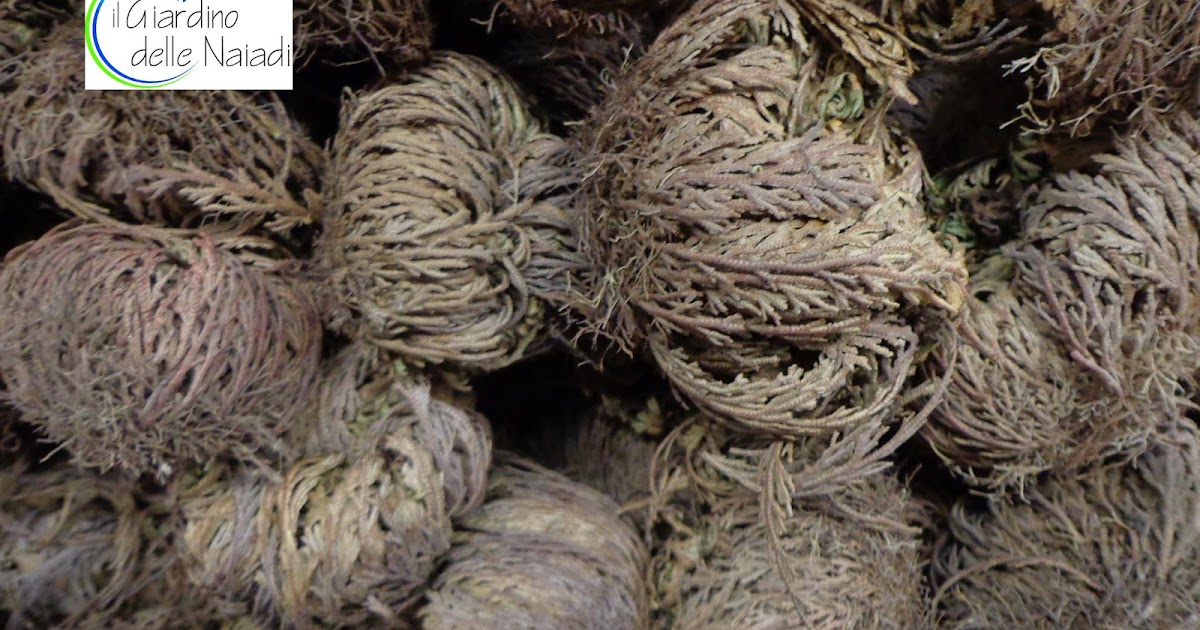 YAKEBA Rosa Di Gerico Selaginella Lepidophylla - 5 Piante Disidratate Che Rinverdiscono In Acqua, Per Terrari