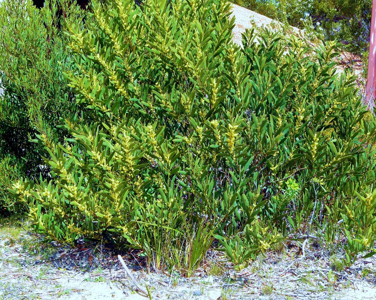 Nature of Lincoln Cove wattles