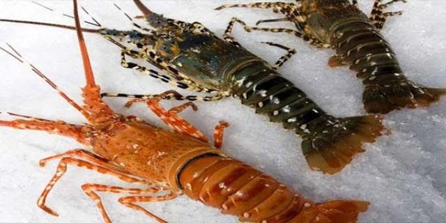Wow.. Harga Harga Lobster Tembus Rp450 Ribu Perkilo