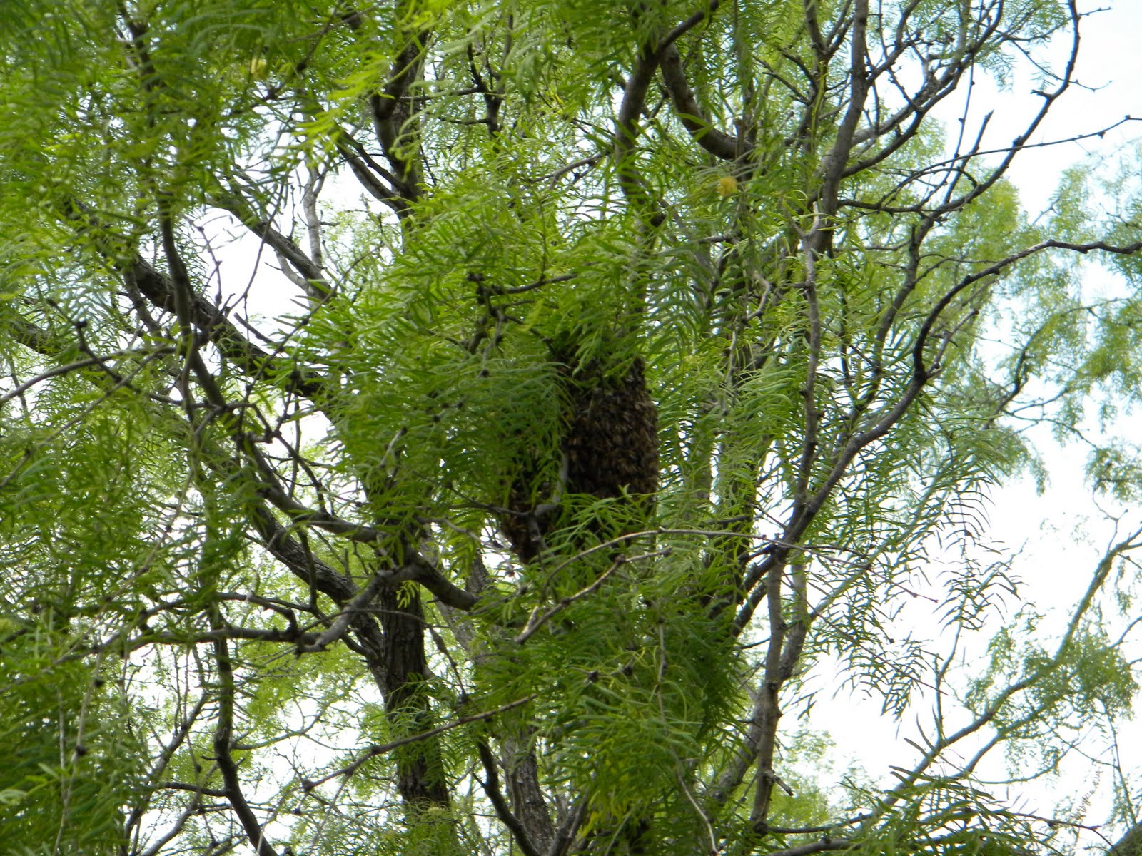 United For Christ Bees In A Mesquite Tree