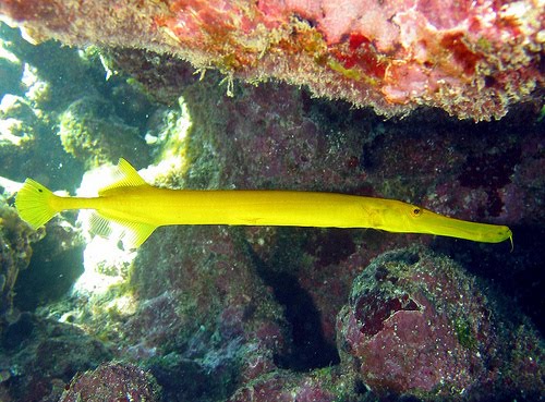 ANIMAL WORLD TokTil Trumpetfish