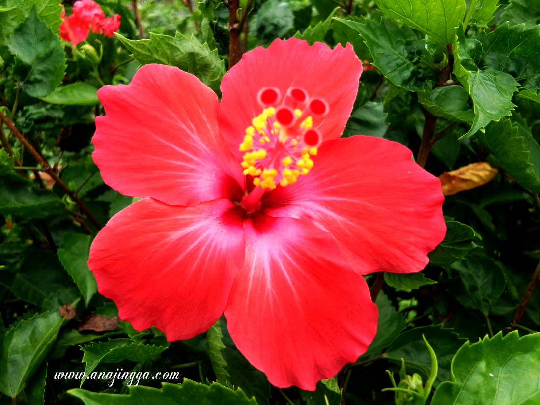 Cantiknya Bunga  Raya  Bunga  Kebangsaan Malaysia 