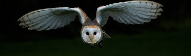 Craigardcroft Why Do Barn Owls Tyto Alba Live Hunt And Breed