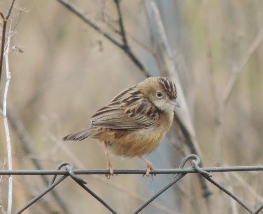 Cisticola juncidis