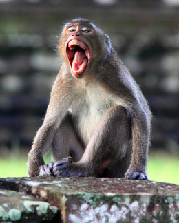 Resenha – Macacos me mordam! – Meeple Divino