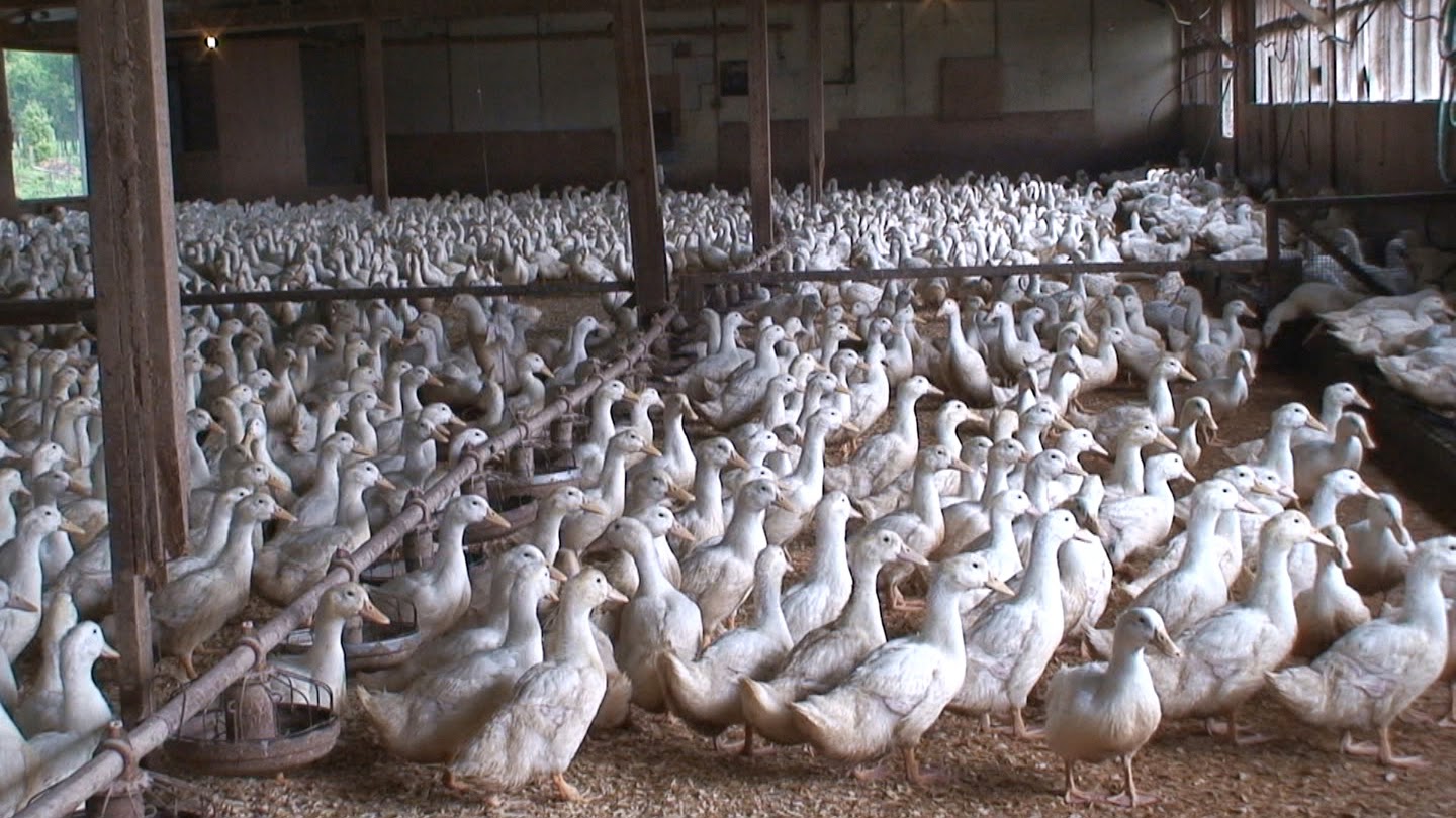 Duck Farming | Modern & Mixed Farming System