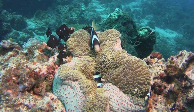 SCUBA DIVING TERBAIK DI INDONESIA