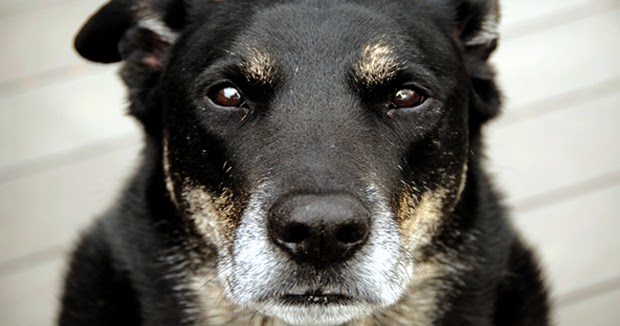 los mejores alimentos para perros los mejores alimentos para perros senior mascoperros los mejores alimentos para perros los mejores alimentos para perros senior mascoperros
