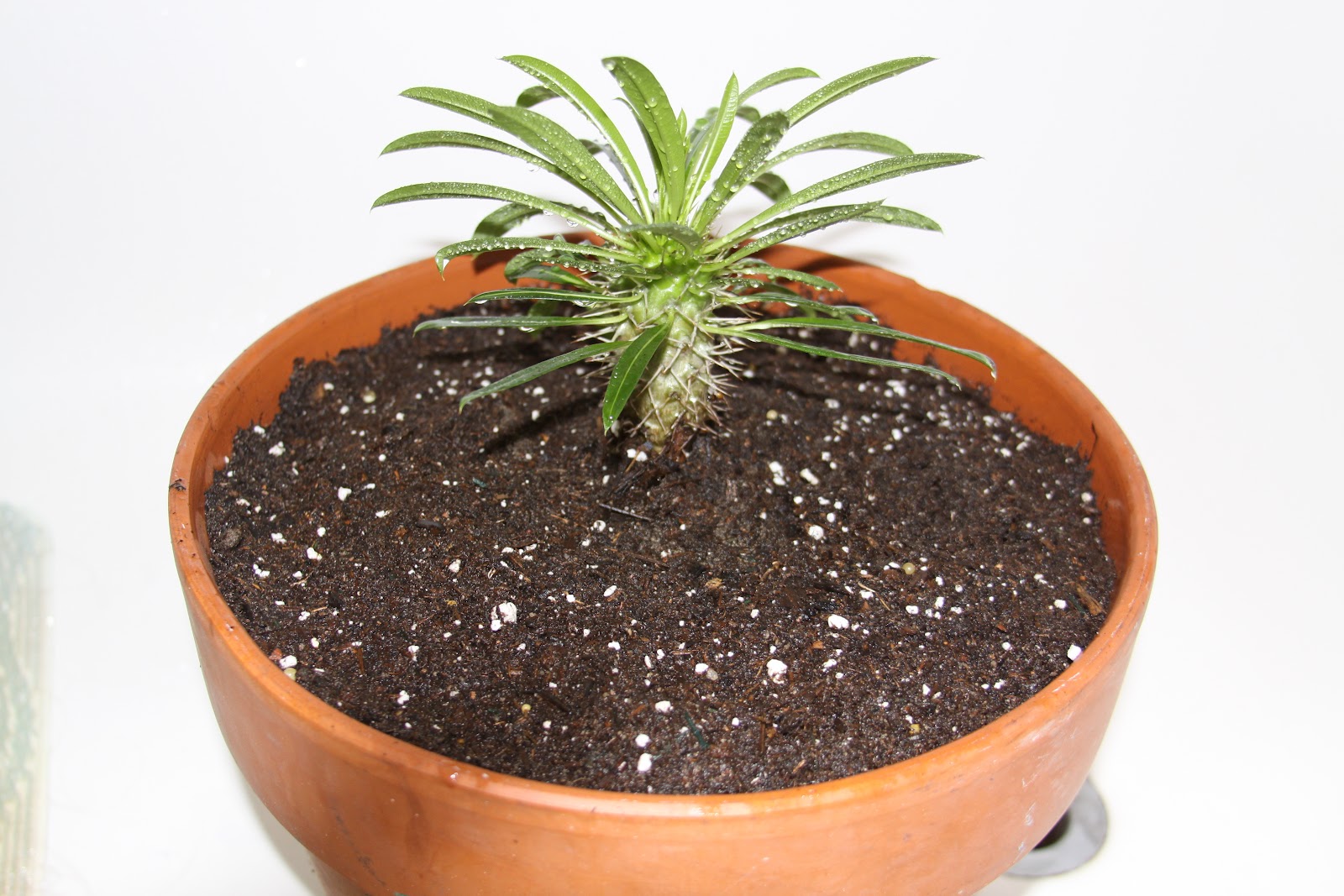 Desert Raven Repotting Madagascar Palm