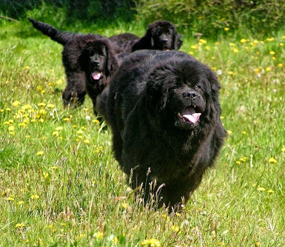 Newfoundland Dog Food Allergies Newfoundland Dog Food Allergies