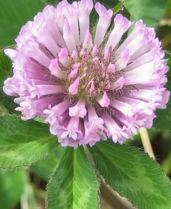 Discovering His Creation Red Clover Purple Clover