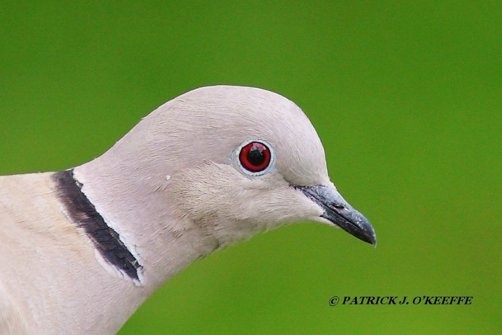 Raw Birds EURASIAN COLLARED DOVE Streptopelia decaocto Broadmeadow