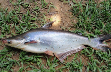 7 Umpan Ikan Patin Alami Kolam Besar Danau Air Keruh Racikan Umpan Ikan