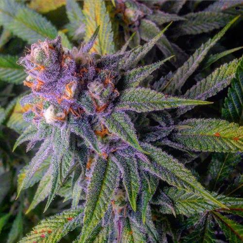 How Marijuana tolerance works and how to reduce your tolerance levels