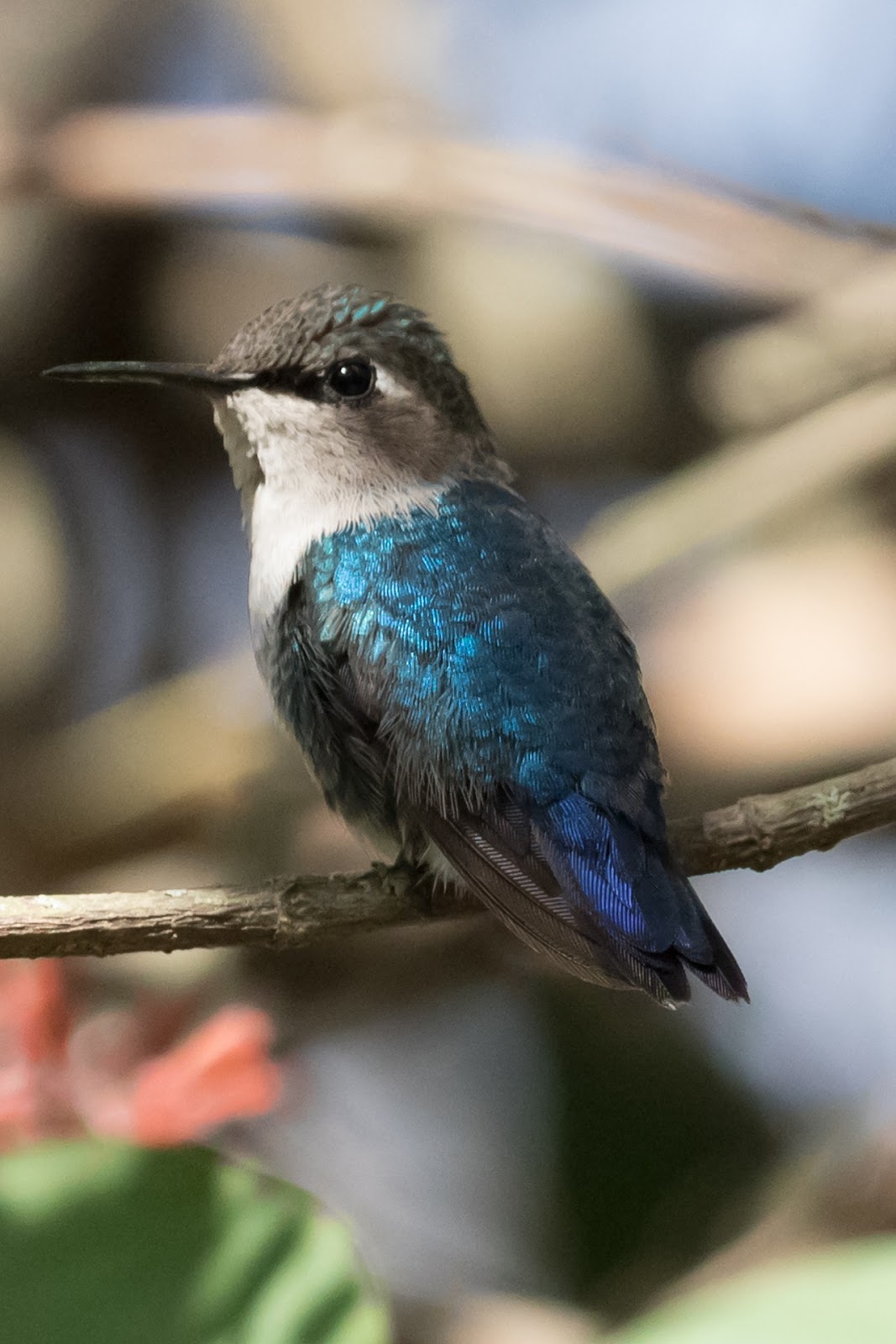 Picture of a bee hummingbird.