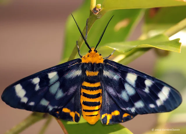 Four O'clock moth with wings spread