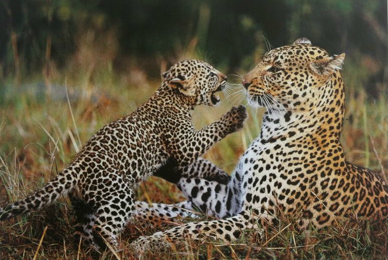 Der Leopard Der Leopard