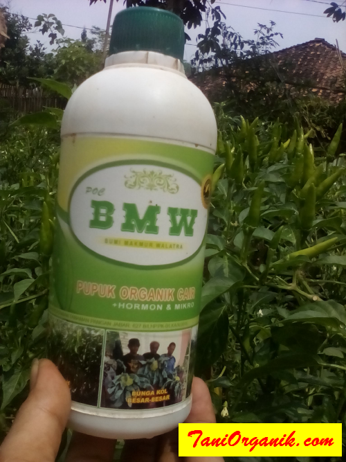 Hanya Populasi 500 Pohon Cabai Saja, Sampai Capek Metik (Bapak Iwan, Purwakarta, 2016)