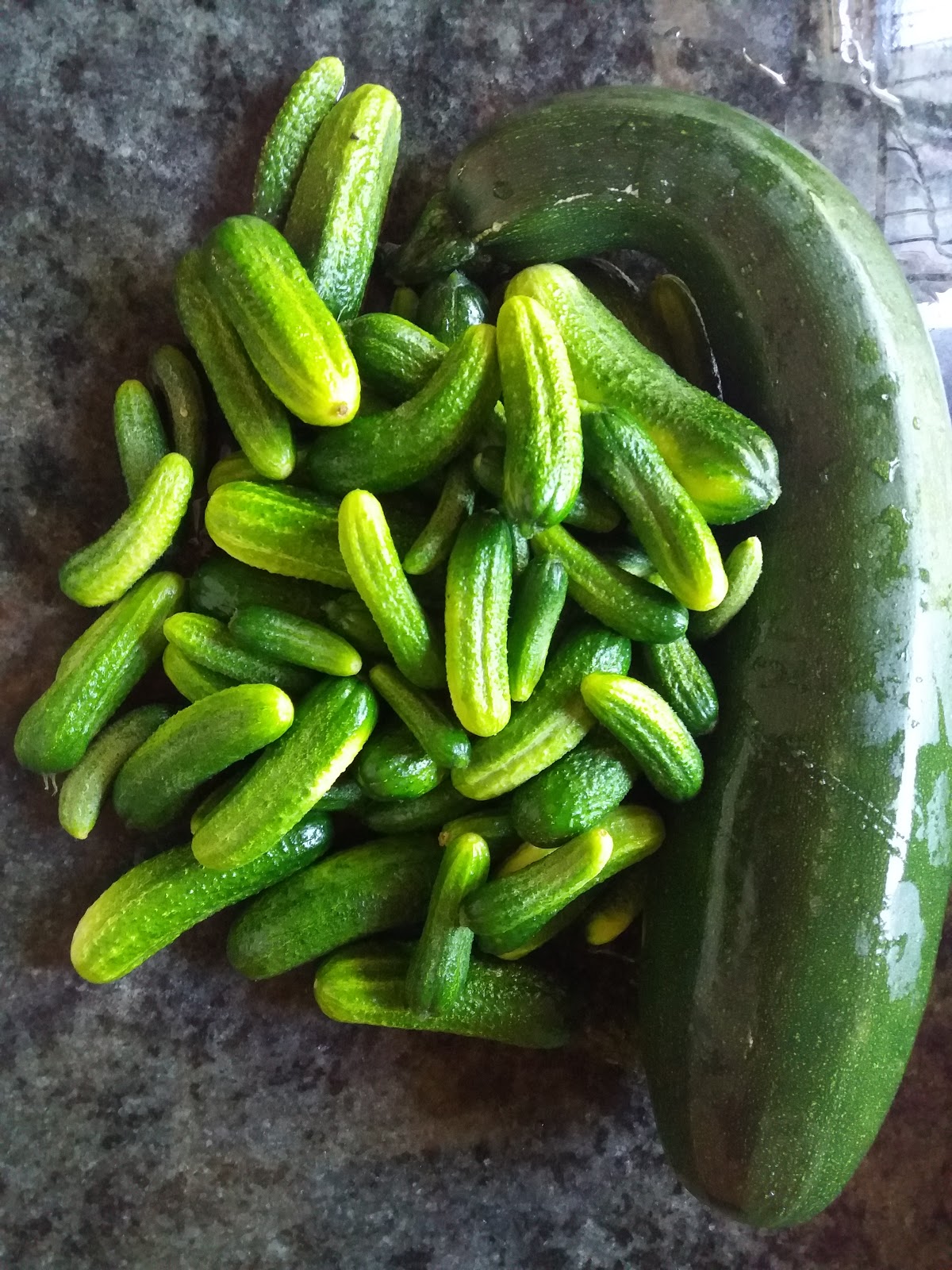Gherkins pickled