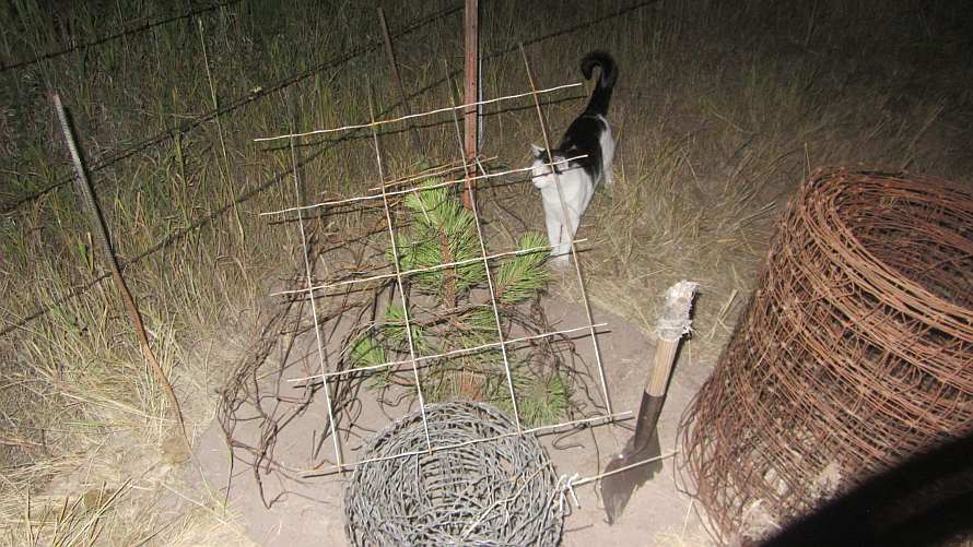Life among the Tall Pines Protecting trees from the horses