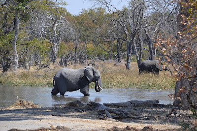 Día 7:Daytrip en Moremi GR - Botswana y Cataratas Victoria. Viaje por libre de 19 dias (9)