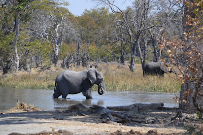 Día 7:Daytrip en Moremi GR - Botswana y Cataratas Victoria. Viaje por libre de 19 dias (9)