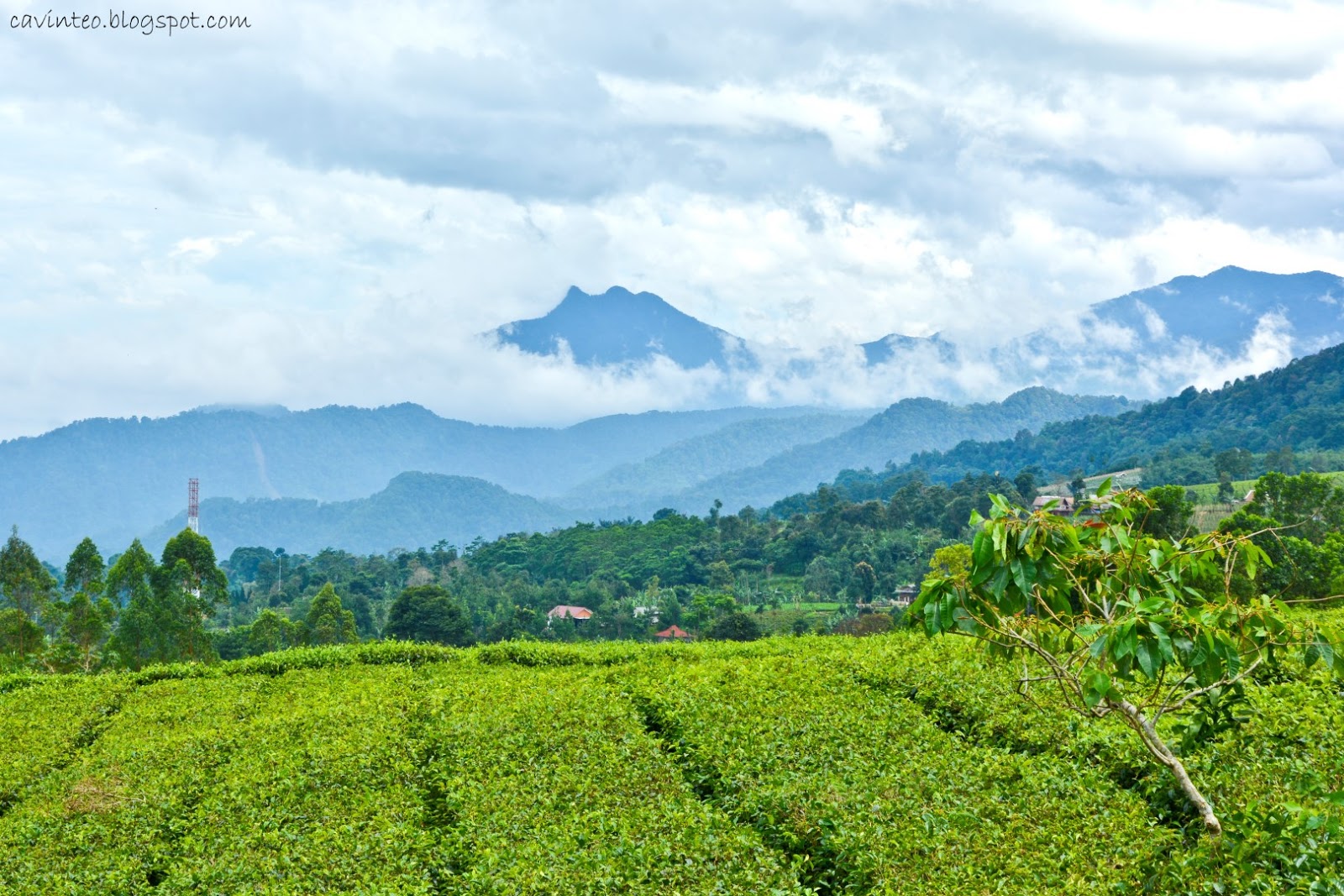 Entree Kibbles Cimahi Tea Plantation Bandung [Indonesia]