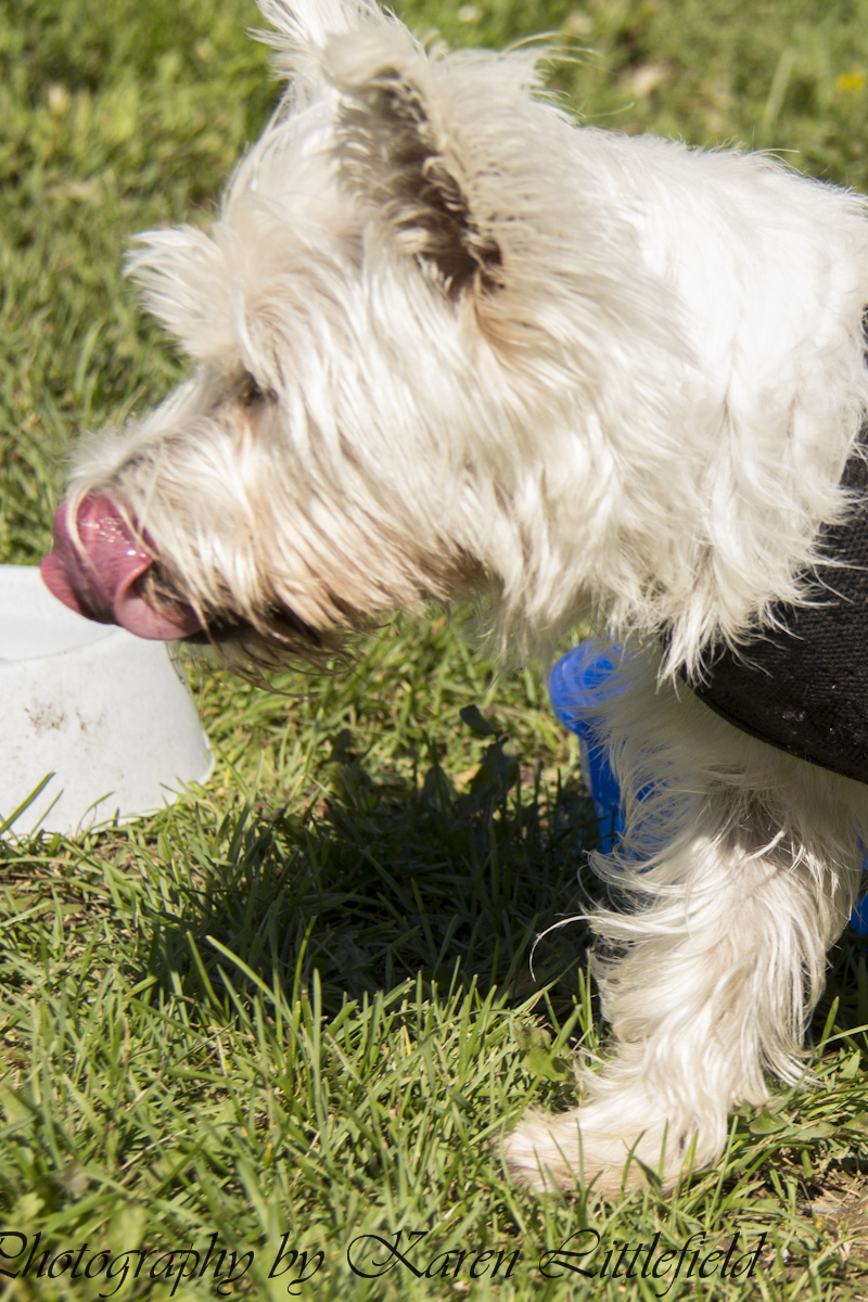 Meet Me at the Dog Park! August 11, 2013 Bangor Dog's Days of Summer