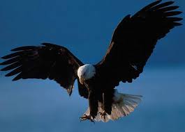 MAKALA: UHUSIANO WA MAISHA NDEGE TAI NA MAFANIKIO - RISE AFRICA