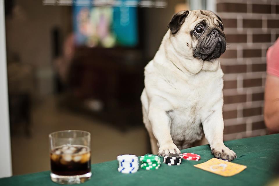 Cute dogs - part 167 (50 pics) Cute dogs - part 167, cute dog photos, best funny dog pics