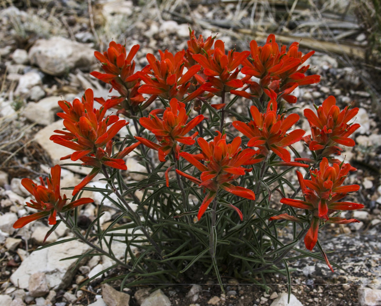 Walking Arizona Paintbrush Bouquets
