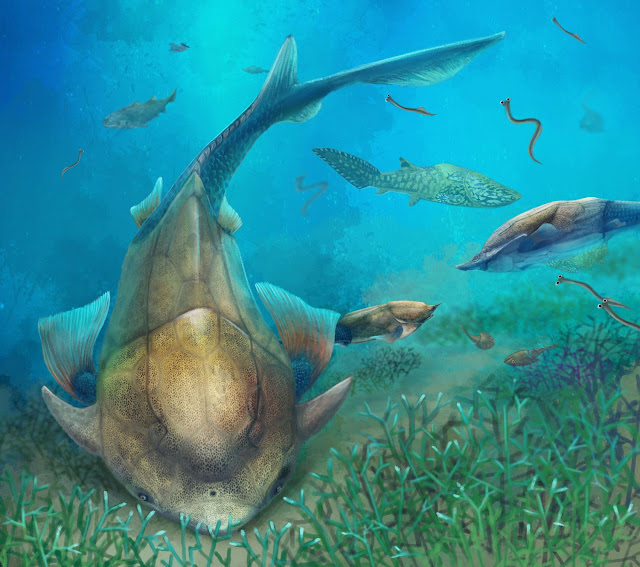 Early fossil fish from China shows where our jaws came from Early fossil fish from China shows where our jaws came from