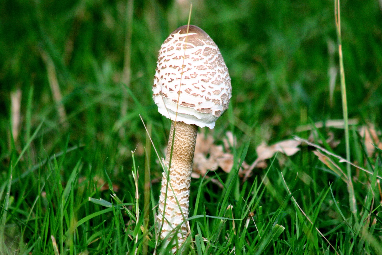 Mike Kelly's Water Log The Parasol Mushroom (Macrolepiota Mike Kelly's Water Log The Parasol Mushroom (Macrolepiota