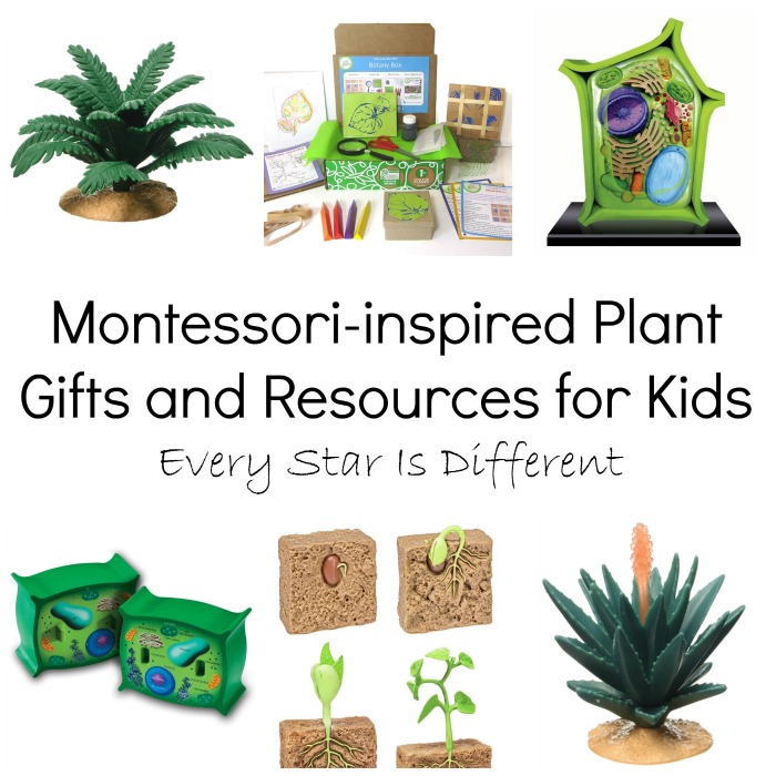 Montessoriinspired Botany Gifts and Resources for Kids Every Star Is