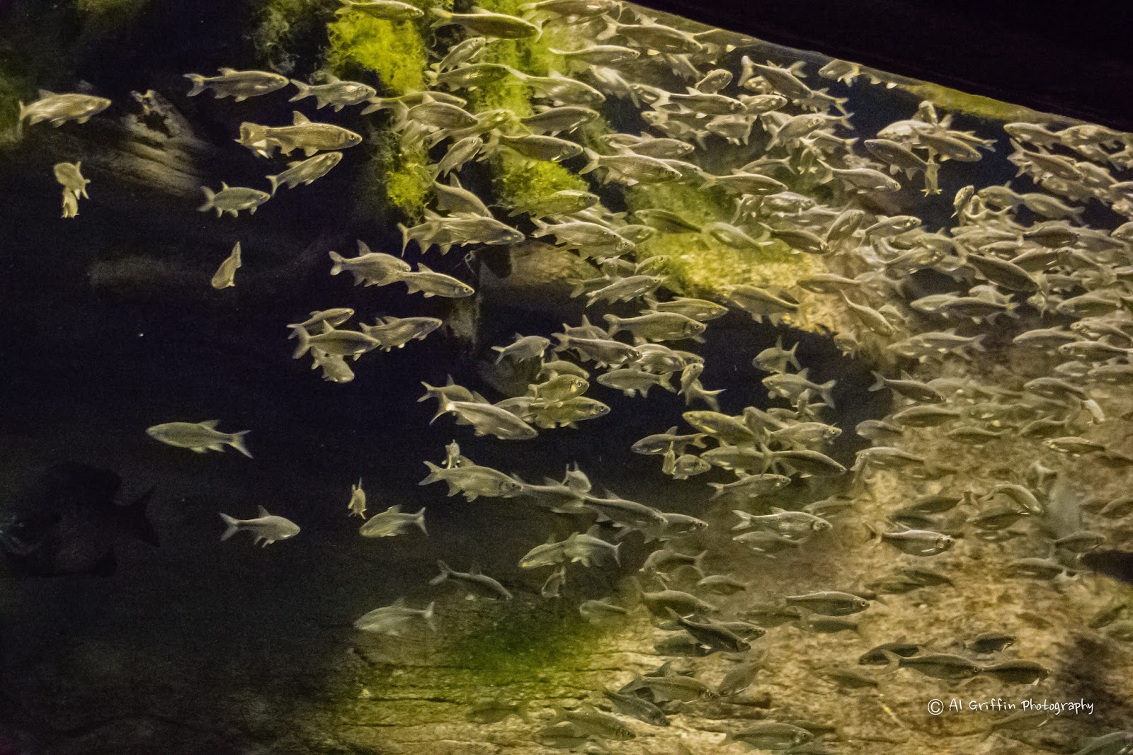 Our Eyes Upon Missouri Lost Valley Fish Hatchery, Warsaw, Missouri