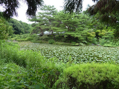 花博記念公園鶴見緑地 日本庭園 睡蓮池