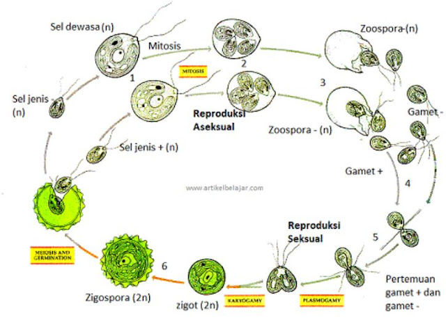 Chlamydomonas sp. dapat bereproduksi secara aseksual dan ...